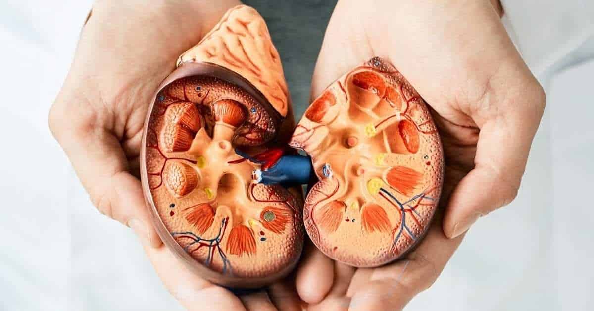 Kidney-Disease-Guide-Keyart-1_TPHCM.jpg